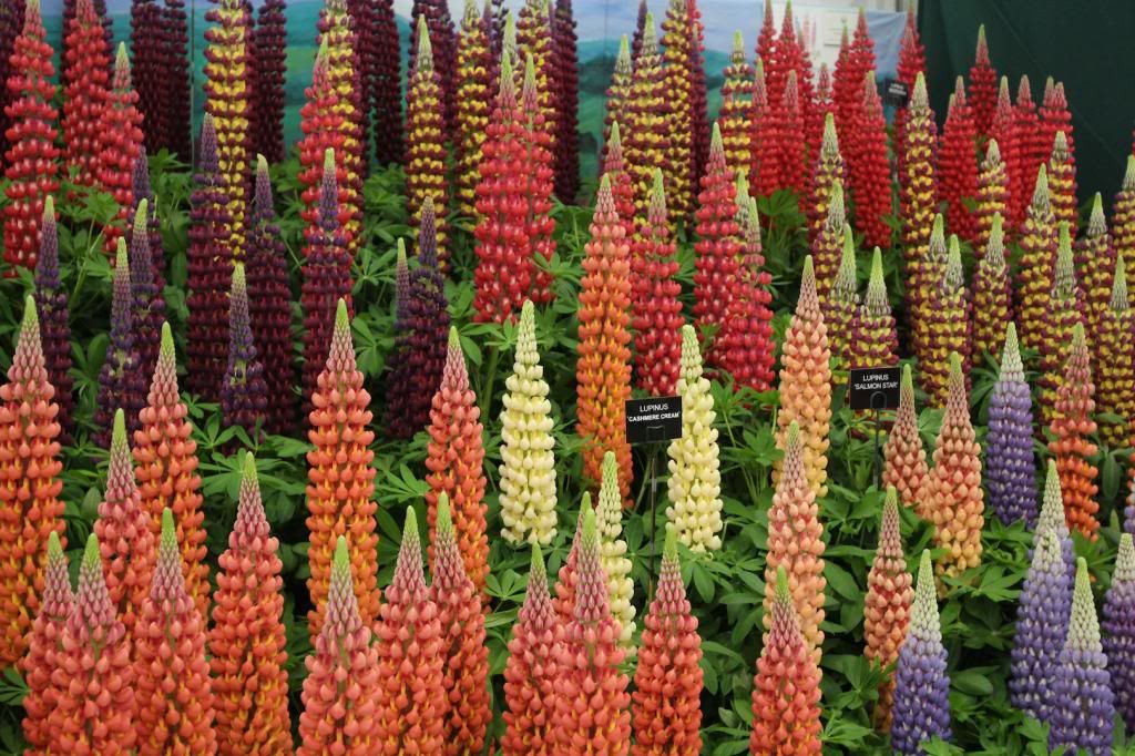 i1164.photobucket.com/albums/q562/teeveetee9/RHS%20Chelsea%20Flower%20Show%202013/IMG_0254_zps6de77df1.jpg
