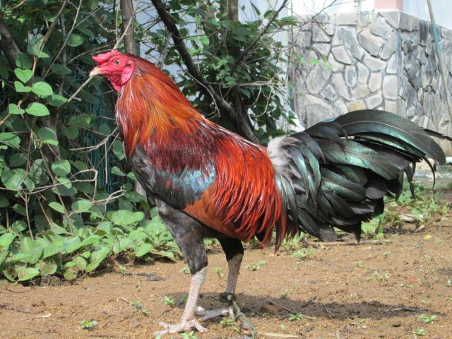 Nòi Xanh VS Tre Chuối