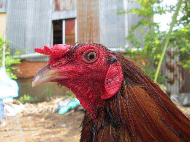 Nòi Xanh VS Tre Chuối - 2