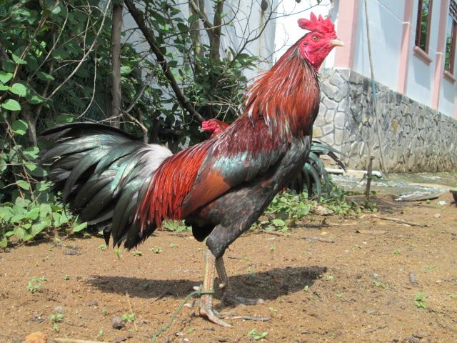 Nòi Xanh VS Tre Chuối - 23