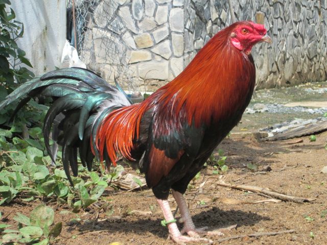 Nòi Xanh VS Tre Chuối - 22