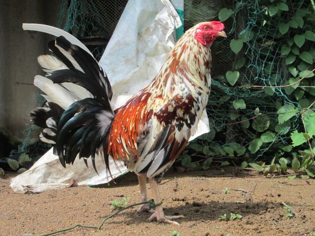 Nòi Xanh VS Tre Chuối - 21