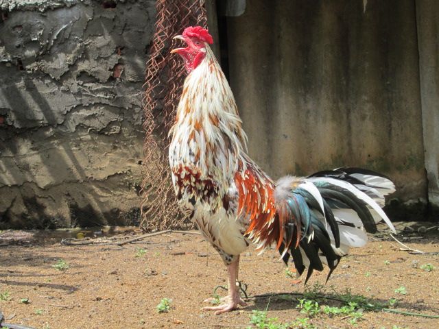 Nòi Xanh VS Tre Chuối - 19