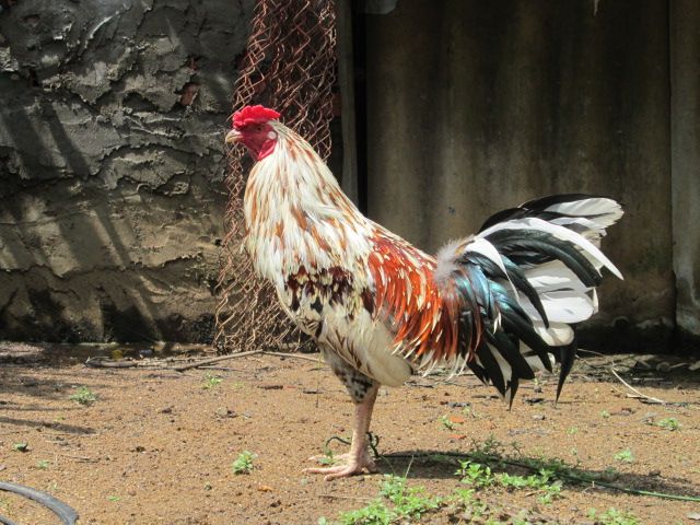 Nòi Xanh VS Tre Chuối - 18