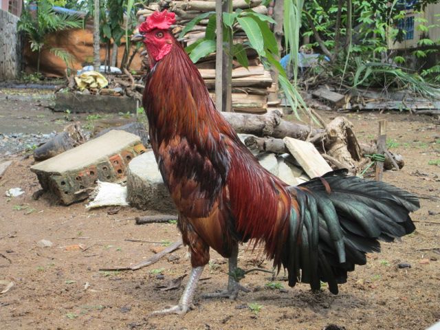 Nòi Xanh VS Tre Chuối - 17