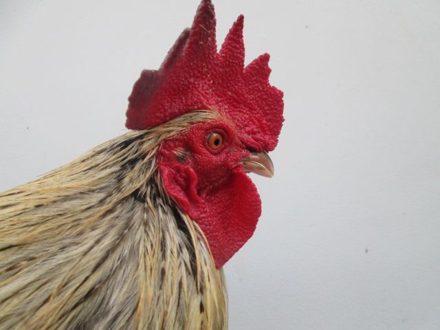 Nòi Xanh VS Tre Chuối - 12