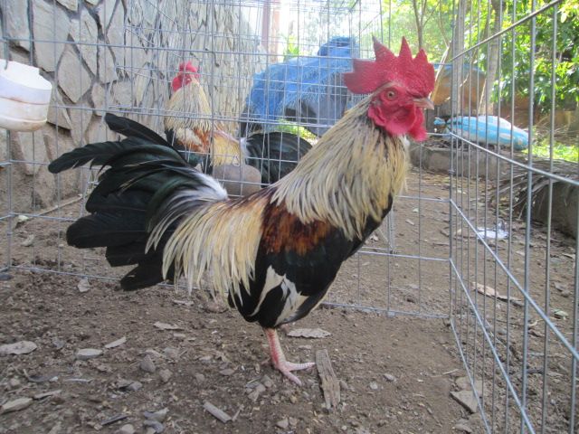 Nòi Xanh VS Tre Chuối - 9