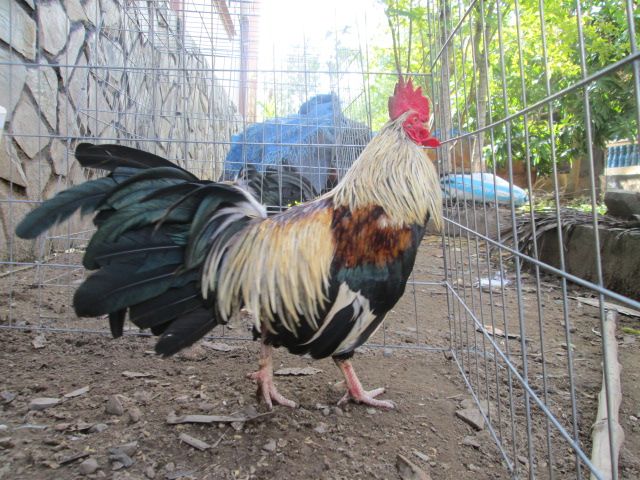 Nòi Xanh VS Tre Chuối - 10