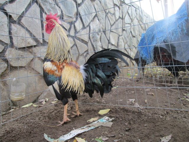 Nòi Xanh VS Tre Chuối - 15