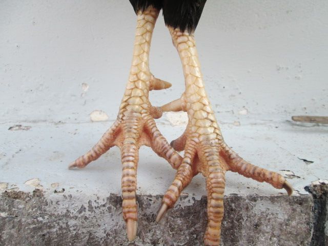 Nòi Xanh VS Tre Chuối - 16