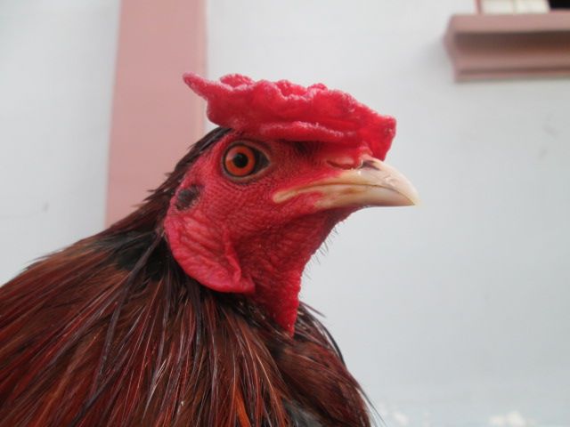 Nòi Xanh VS Tre Chuối - 7