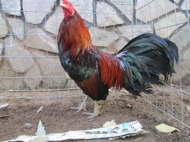 Nòi Xanh VS Tre Chuối - 4