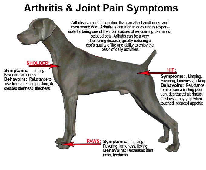 what can i give my dog for arthritis pain