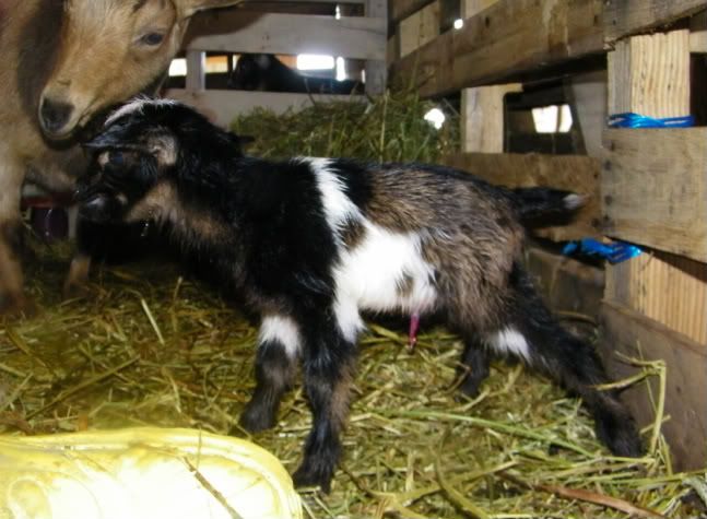 Almost forgot Shiraz's baby pics. :-) - Goats