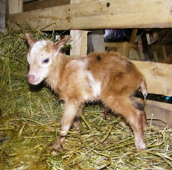 Almost forgot Shiraz's baby pics. :-) - Goats