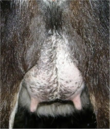 Almost forgot Shiraz's baby pics. :-) - Goats