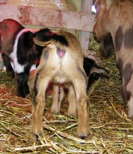 Almost forgot Shiraz's baby pics. :-) - Goats