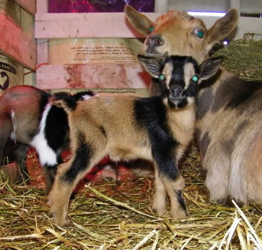 Almost forgot Shiraz's baby pics. :-) - Goats