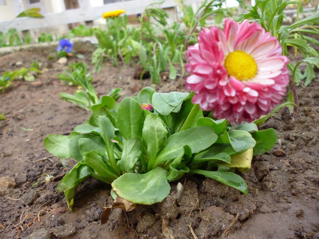 Annuals ID...... Pakistan Gardening Forum