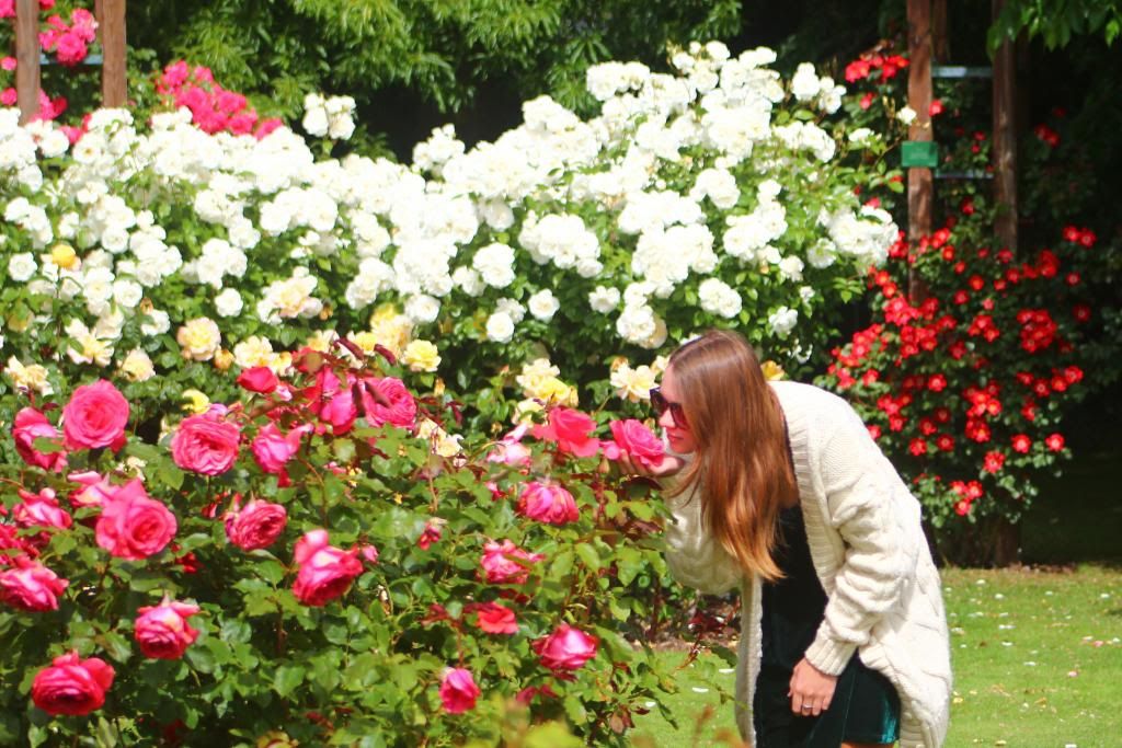 Mona Vale, Rose garden Christchurch, vintage oversized cardi