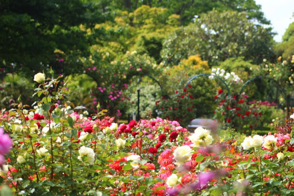 Mona Vale, Rose garden Christchurch, vintage oversized cardi