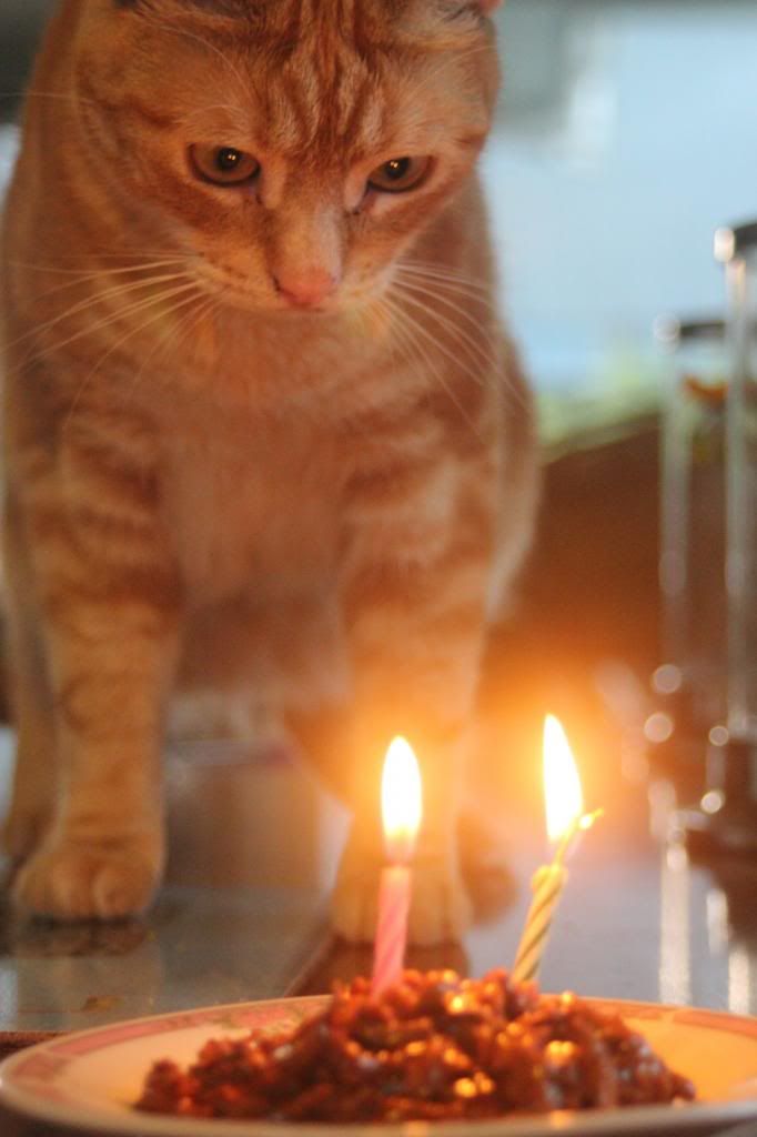 cat birthday, cat birthday cake