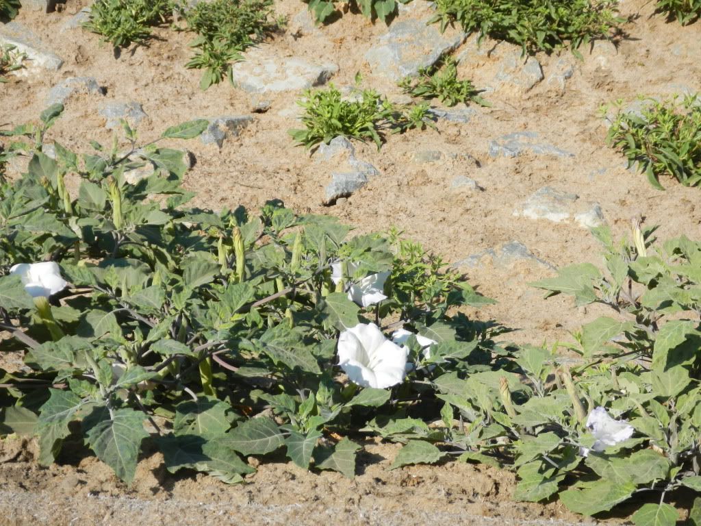 Jimson Weed Pictures, Images & Photos Photobucket