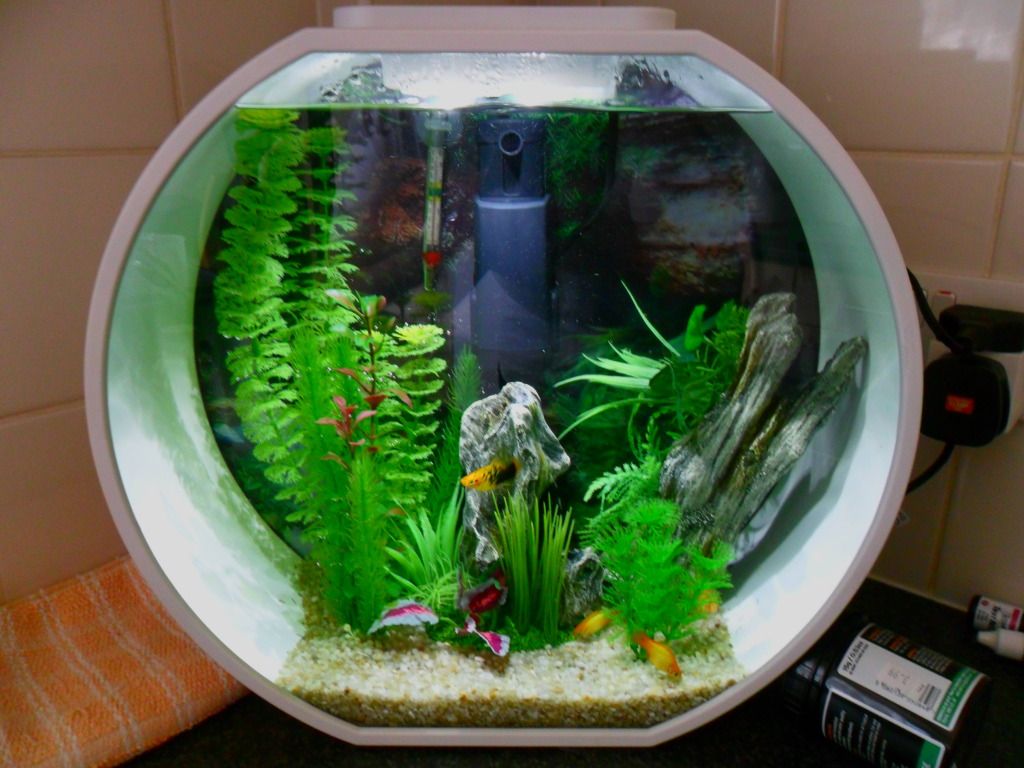 small tropical aquarium