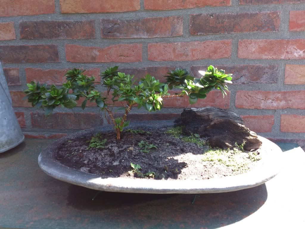 azalea Bonsai forum Bonsai Empire