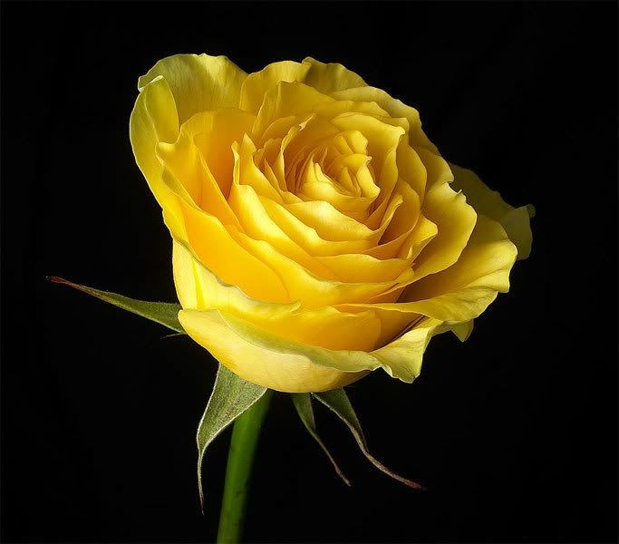 yellow rose photo: Yellow-Rose Yellow-Rose.jpg