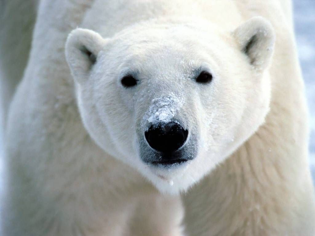 Snow_On_Snout_Polar_Bear-1600x1200_zps575cd23a.jpg