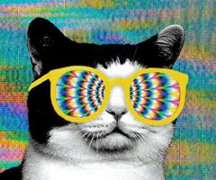 catglases.jpg