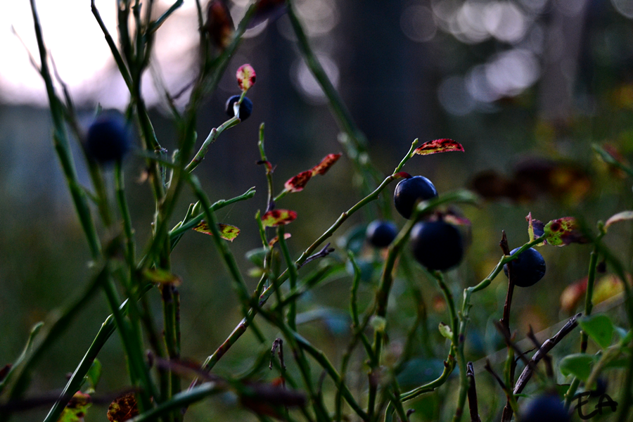 photo 013.png