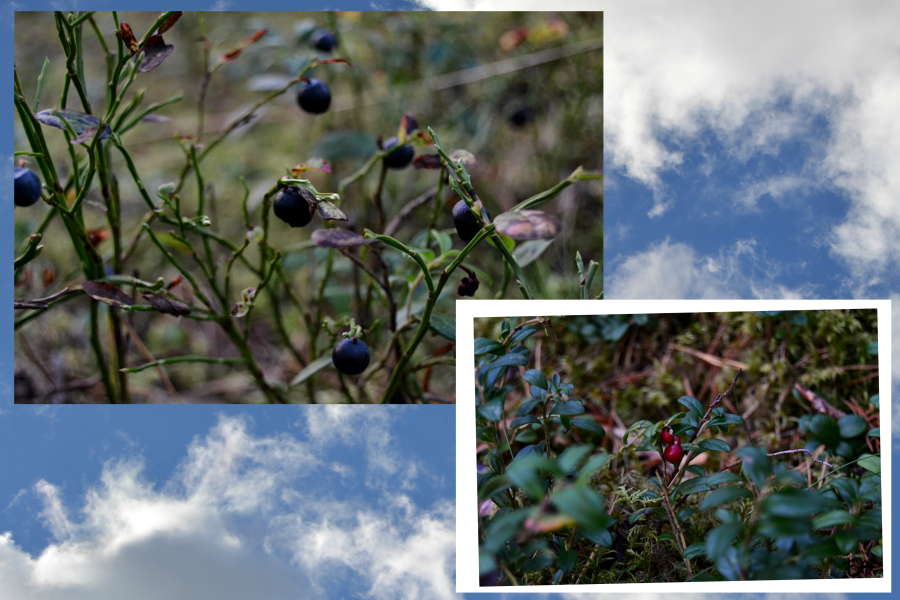 photo collage.png
