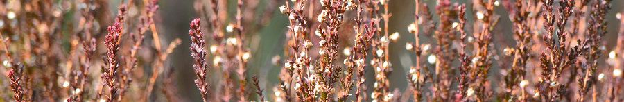 photo kaumlmppauml10jr_zpsvxesaaz9.jpg