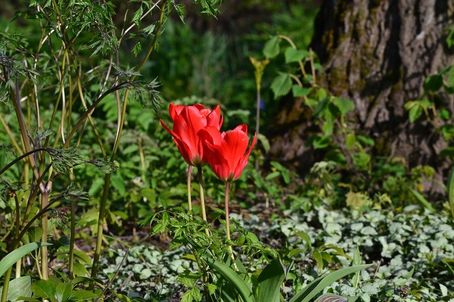 photo kukkia3_zpsp3a6olzf.jpg