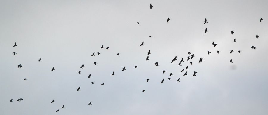 photo linnut.jpg