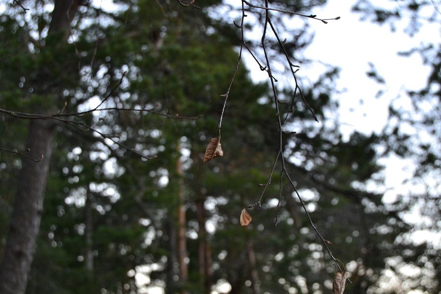 photo vuohensaari8_zpsl8fhbjpi.jpg